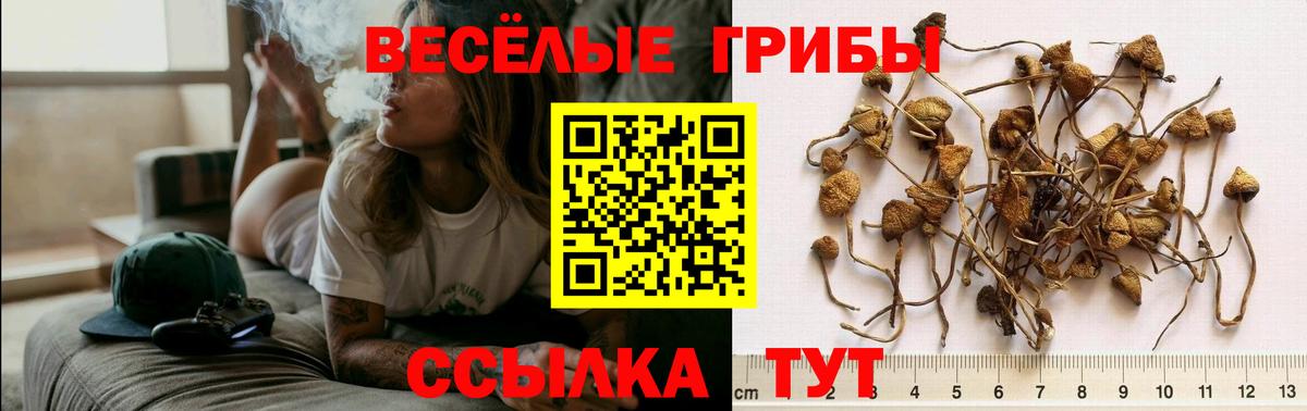 Псилоцибиновые грибы GOLDEN TEACHER  купить  сайты  Вход с VPN  Сочи  Псилоцибиновые грибы Psilocybine cubensis 